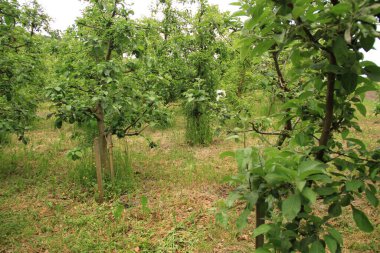 Ukrayna meyve bahçelerinde. Elma bahçesi. Ukrayna doğası. Berezhan bölgesindeki Verbiv köyü yakınlarında..