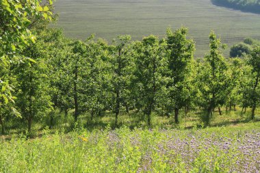 Ukrayna meyve bahçelerinde. Elma bahçesi. Ukrayna doğası. Berezhan bölgesindeki Verbiv köyü yakınlarında..