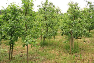 Ukrayna meyve bahçelerinde. Elma bahçesi. Ukrayna doğası. Berezhan bölgesindeki Verbiv köyü yakınlarında..