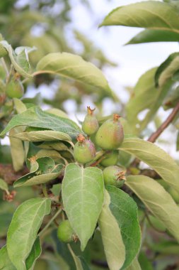Ukrayna meyve bahçelerinde. Elma bahçesi. Ukrayna doğası. Berezhan bölgesindeki Verbiv köyü yakınlarında..