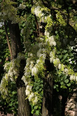 Beyaz çiçek. Telefon ve tabletler için doğal arkaplan. 