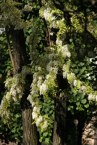 Beyaz çiçek. Telefon ve tabletler için doğal arkaplan. 