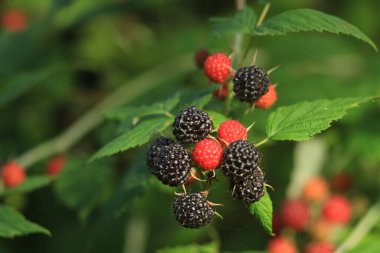 Picking black raspberry berries. Ukrainian berry. Black raspberry. Gardens of Ukraine. clipart