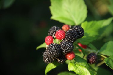 Picking black raspberry berries. Ukrainian berry. Black raspberry. Gardens of Ukraine. clipart