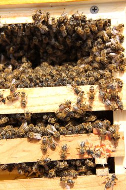 Arı kovanına. Bal arılı arı kovanları. Orman arısı. Böceklerin krallığında. Güzel telefon. Ukraynalı üreticiler.