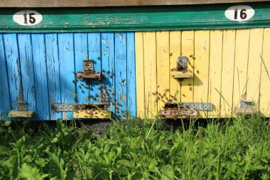 Arı kovanına. Bal arılı arı kovanları. Orman arısı. Böceklerin krallığında. Güzel telefon. Ukraynalı üreticiler.