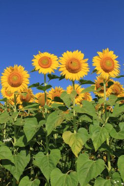 Ayçiçeği tarlası. Ayçiçeği çiçeği. Agroproslov ayçiçeği kültürü. Ayçiçekli Ukrayna toprakları.