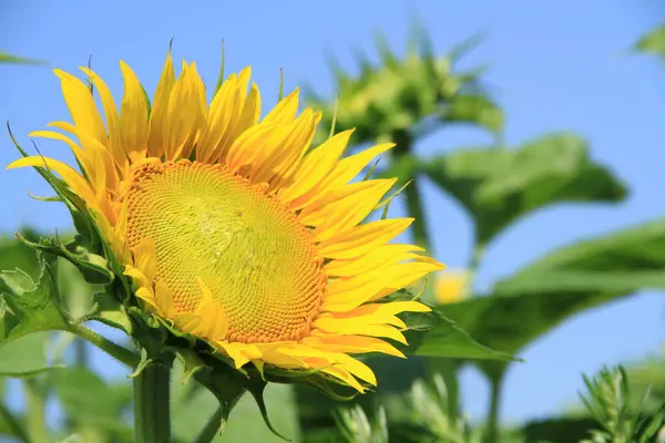 stock image Sunflower field. Sunflower flowers. Agroproslov sunflower culture. Ukrainian fields with sunflowers.