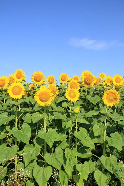 stock image Sunflower field. Sunflower flowers. Agroproslov sunflower culture. Ukrainian fields with sunflowers.