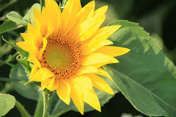 stock image Sunflower field. Sunflower flowers. Agroproslov sunflower culture. Ukrainian fields with sunflowers.