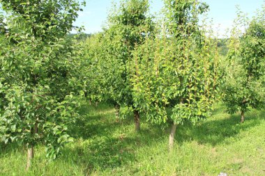 Yeşil turizm. Elma ve armut hasadı. Elma bahçesinde. Ukrayna bahçeleri. Meyve ve sebze. Doğal yiyecek..