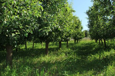 Yeşil turizm. Elma ve armut hasadı. Elma bahçesinde. Ukrayna bahçeleri. Meyve ve sebze. Doğal yiyecek..