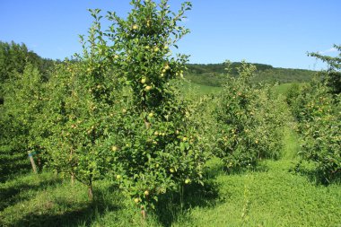 Yeşil turizm. Elma ve armut hasadı. Elma bahçesinde. Ukrayna bahçeleri. Meyve ve sebze. Doğal yiyecek..