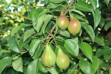 Yeşil turizm. Elma ve armut hasadı. Elma bahçesinde. Ukrayna bahçeleri. Meyve ve sebze. Doğal yiyecek..