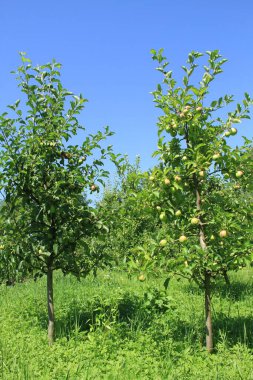 Yeşil turizm. Elma ve armut hasadı. Elma bahçesinde. Ukrayna bahçeleri. Meyve ve sebze. Doğal yiyecek..
