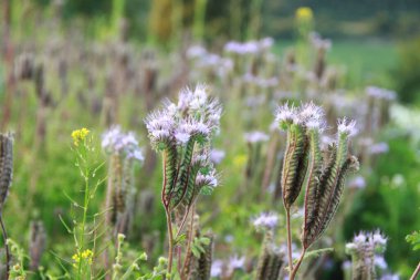 Arazi safhalarının çiçek açması. Phacelia. Telefon ve tabletler için kır çiçekleri olan bir arka plan. Ukrayna 'nın Çiçekleri.