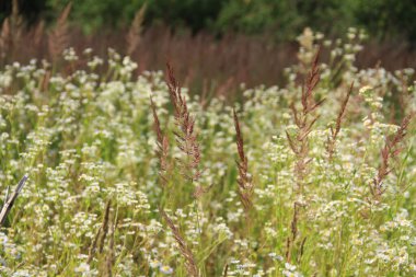 Ukrayna toprakları. Ukrayna 'nın tarım alanları. Ukrayna 'da barış. Dekoratif fotoğraf. Telefonlar ve tabletler için doğa ile fotoğraflar.