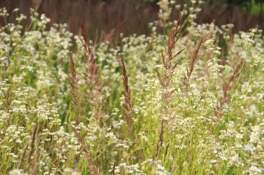Ukrayna toprakları. Ukrayna 'nın tarım alanları. Ukrayna 'da barış. Dekoratif fotoğraf. Telefonlar ve tabletler için doğa ile fotoğraflar.