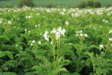 Ukrayna patates tarlaları. Beyaz çiçekli patates. Ukrayna 'nın tarımı. Ukrayna tarım endüstrisi. Doğal yiyecek..