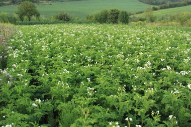 Ukrayna patates tarlaları. Beyaz çiçekli patates. Ukrayna 'nın tarımı. Ukrayna tarım endüstrisi. Doğal yiyecek..