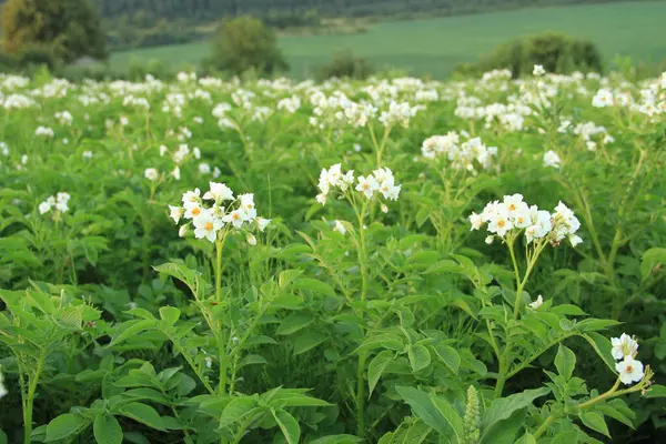 stock image Ukrainian potato fields. Potatoes with white flowers. Agriculture of Ukraine. Ukrainian agricultural industry. Natural food.