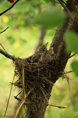 Background with chicks in a nest for phones and tablets. Wild nature of Ukraine. Ukrainian revival. clipart