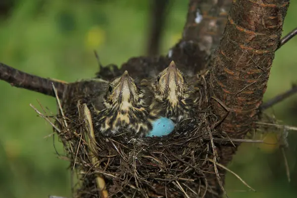 stock image Background with chicks in a nest for phones and tablets. Wild nature of Ukraine. Ukrainian revival.