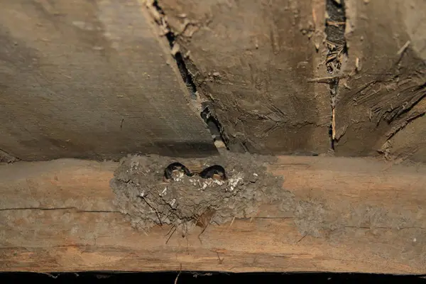 stock image Swallow chicks in the nest. Background with chicks in nests for phones and tablets.