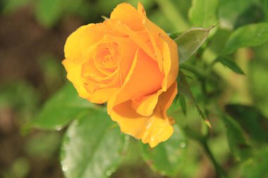 Ukrayna çiçek cumhuriyeti. Ukrayna 'nın çiçekleri. Ukrayna gülleri. Flora ve Fauna. Telefon ve tablette Ukrayna gülleri.