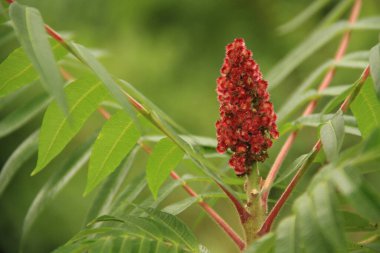 Ev ve ofis dekorasyonu için dekoratif bitkiler. Yeşil Ukrayna. Çimenler ve çalı bitkileri. Telefon ve tabletler için yeşil doğal arkaplan.