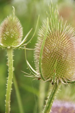 Ev ve ofis dekorasyonu için dekoratif bitkiler. Yeşil Ukrayna. Çimenler ve çalı bitkileri. Telefon ve tabletler için yeşil doğal arkaplan.