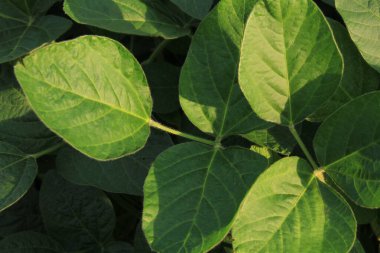 Ev ve ofis dekorasyonu için dekoratif bitkiler. Yeşil Ukrayna. Çimenler ve çalı bitkileri. Telefon ve tabletler için yeşil doğal arkaplan.