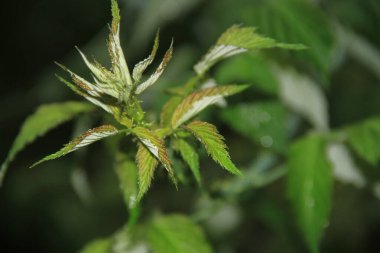 Ev ve ofis dekorasyonu için dekoratif bitkiler. Yeşil Ukrayna. Çimenler ve çalı bitkileri. Telefon ve tabletler için yeşil doğal arkaplan.