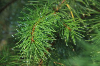 Kozalaklı bir ormanın dallarına çiy damlaları düşer. Bir damla suda güneş ışınları. Güneşli Ukrayna sabahı.
