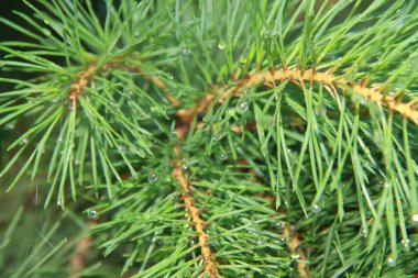 Kozalaklı bir ormanın dallarına çiy damlaları düşer. Bir damla suda güneş ışınları. Güneşli Ukrayna sabahı.