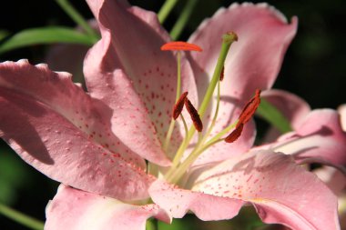 Ukrayna 'nın çiçekleri. Ukrayna çiçek tarhı. Telefon ve tabletler için zambaklı arka plan.