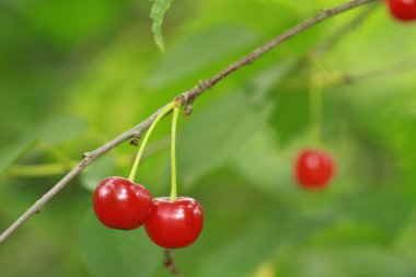 Ukrayna çileği. Ukrayna bahçeleri. Telefon ve tabletler için böğürtlenli arka plan. Ukrayna 'dan gelen doğal yiyecekler.