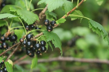 Ukrayna çileği. Ukrayna bahçeleri. Ukrayna bahçelerinden gelen doğal yiyecekler. Telefon ve tabletler için böğürtlenli arka plan. Berezhansky bahçelerinden ve tarlalarından ürünler..