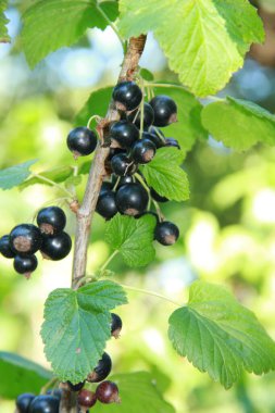 Ukrayna çileği. Ukrayna bahçeleri. Ukrayna bahçelerinden gelen doğal yiyecekler. Telefon ve tabletler için böğürtlenli arka plan. Berezhansky bahçelerinden ve tarlalarından ürünler..