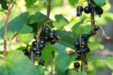 Ukrayna çileği. Ukrayna bahçeleri. Ukrayna bahçelerinden gelen doğal yiyecekler. Telefon ve tabletler için böğürtlenli arka plan. Berezhansky bahçelerinden ve tarlalarından ürünler..