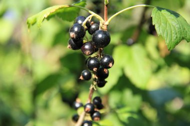Ukrayna çileği. Ukrayna bahçeleri. Ukrayna bahçelerinden gelen doğal yiyecekler. Telefon ve tabletler için böğürtlenli arka plan. Berezhansky bahçelerinden ve tarlalarından ürünler..