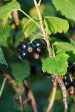 Ukrayna çileği. Ukrayna bahçeleri. Ukrayna bahçelerinden gelen doğal yiyecekler. Telefon ve tabletler için böğürtlenli arka plan. Berezhansky bahçelerinden ve tarlalarından ürünler..