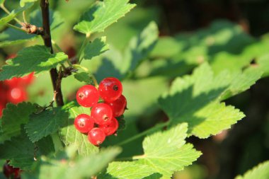 Ukrayna çileği. Ukrayna bahçeleri. Ukrayna bahçelerinden gelen doğal yiyecekler. Telefon ve tabletler için böğürtlenli arka plan. Berezhansky bahçelerinden ve tarlalarından ürünler..