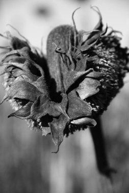 Olgun ayçiçeği. Ukrayna tarım endüstrisi. Ukrayna 'dan ürünler.