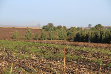 Olgun ayçiçeği. Ukrayna tarım endüstrisi. Ukrayna 'dan ürünler.