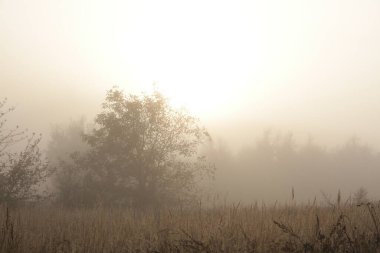 Ukrayna sonbaharı. Ukrayna doğası. Ses düzeyi fotoğrafı. Güneş sisin içinde..