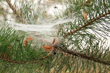 Ukrayna 'nın doğası. Sonbahar motifleri. Doğada ölüm ve diriliş.