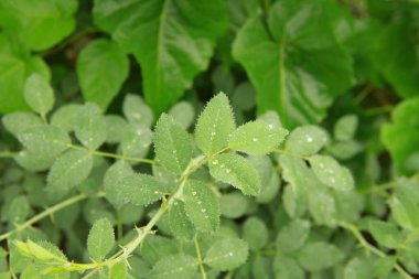 Dekoratif fotoğrafçılık. Doğal yeşil yapraklar. Doğada biçim ve doku. Telefon ve tabletler için yapraklı arkaplan.