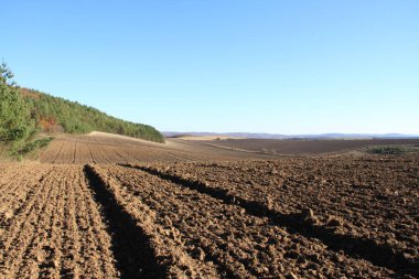 Sonbahar Ukrayna toprakları. Berezhany tarlalarından toplanmış. Ukrayna 'dan gelen ürünler. Telefon ve tabletler için sonbahar arkaplanı.