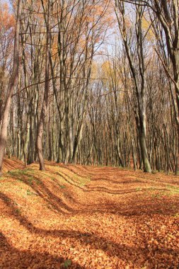 Ukrayna 'nın vahşi doğası. Ukrayna ormanı. Yaşayan bir gezegen. Telefon ve tabletler için ormanlı fotoğraflar..